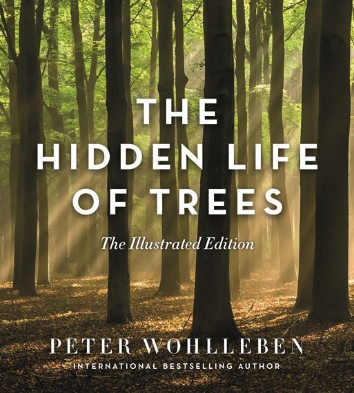 The Hidden Life of Trees (Illustrated Edition) - 9781760640767 - Peter Wohlleben - Black Inc - The Little Lost Bookshop